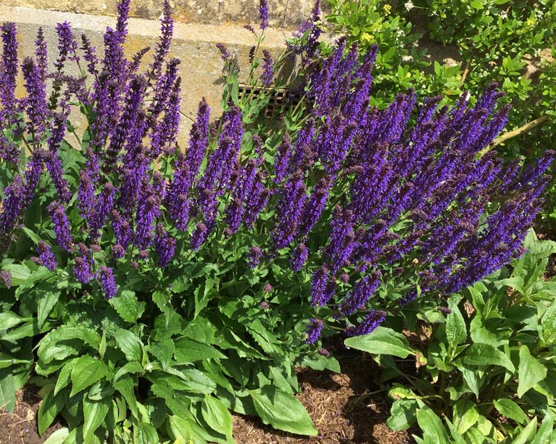Deep blue salvia (Salvia X Sylvestris May Night) growing in the beds close to the house - Polesden Lacey