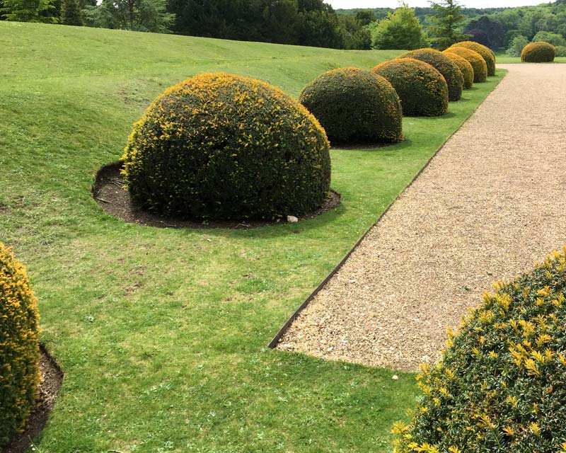 Topiary yew domes infront of main house - Polesden Lacey