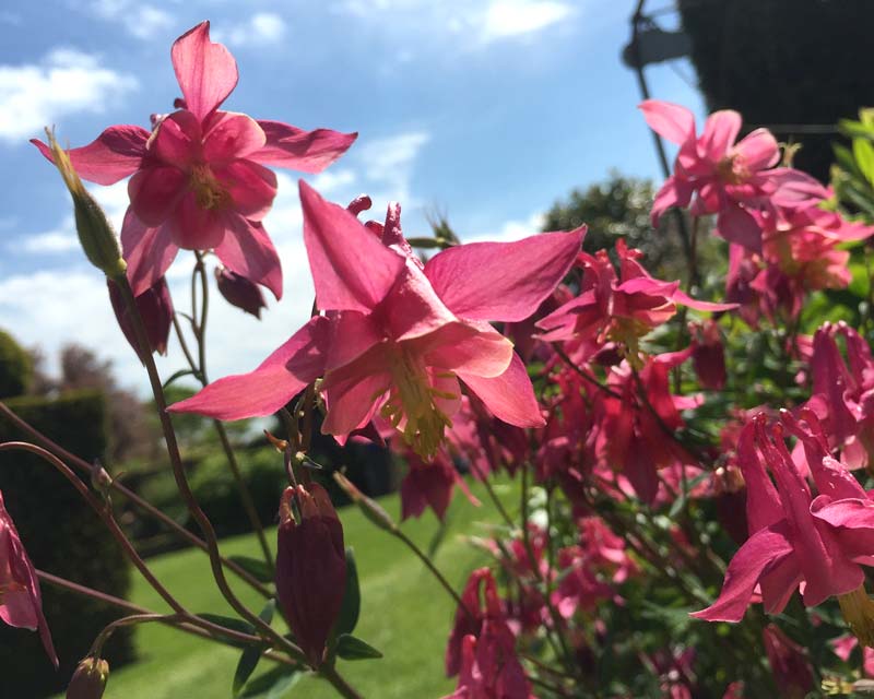 Pink Aquilegia are beautiful in late spring - Felley Priory