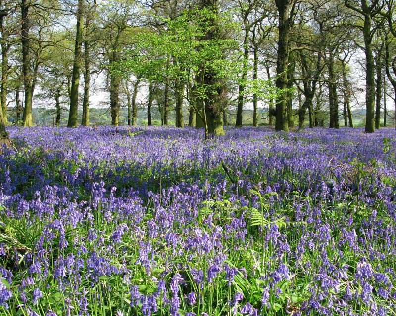 Bluebell woods - photo Felley Priory