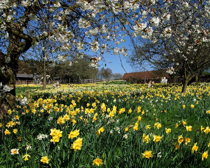 The Orchard, carpeted with daffodils in spring - photo Felley Priory