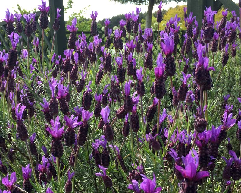Lavender in bloom - Felley Priory