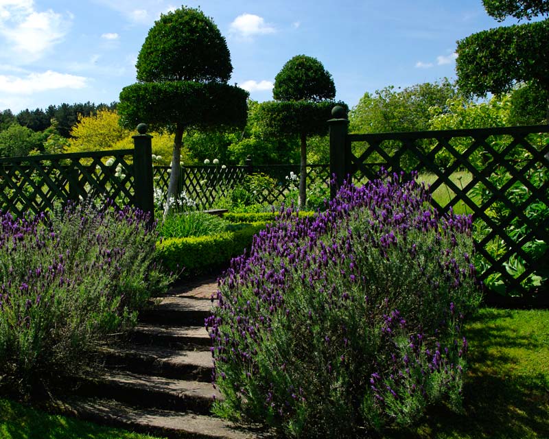 Lavender in bloom alongside the steps to the White Garden at Felley Priory