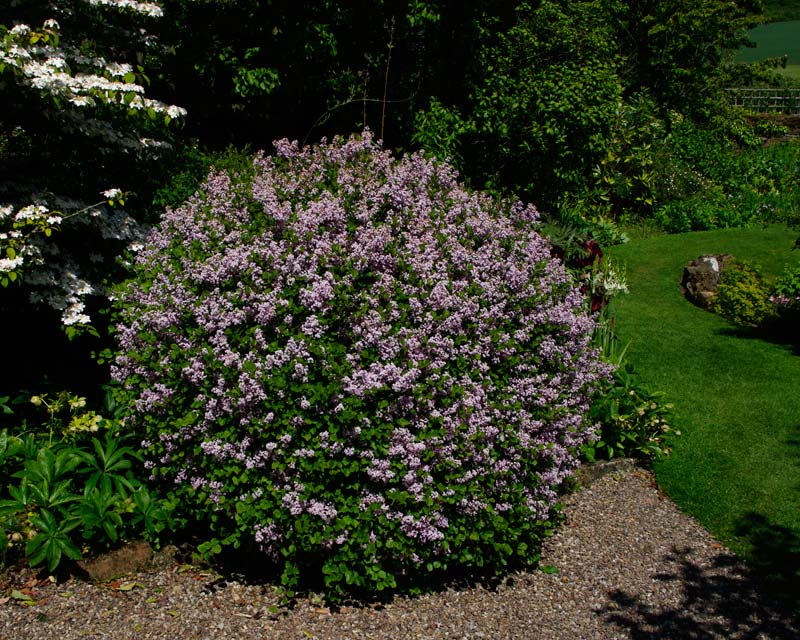 Syringa pubescens Patula has pink flowers that fade to mauve towards the end of spring photo at Felley Priory