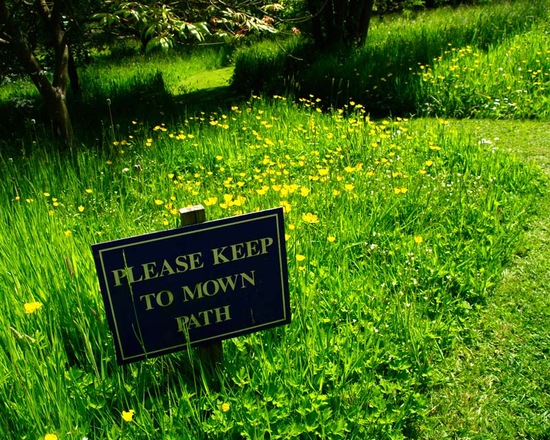 Walking through the wild flower meadow keep to the mown paths - Felley Priory