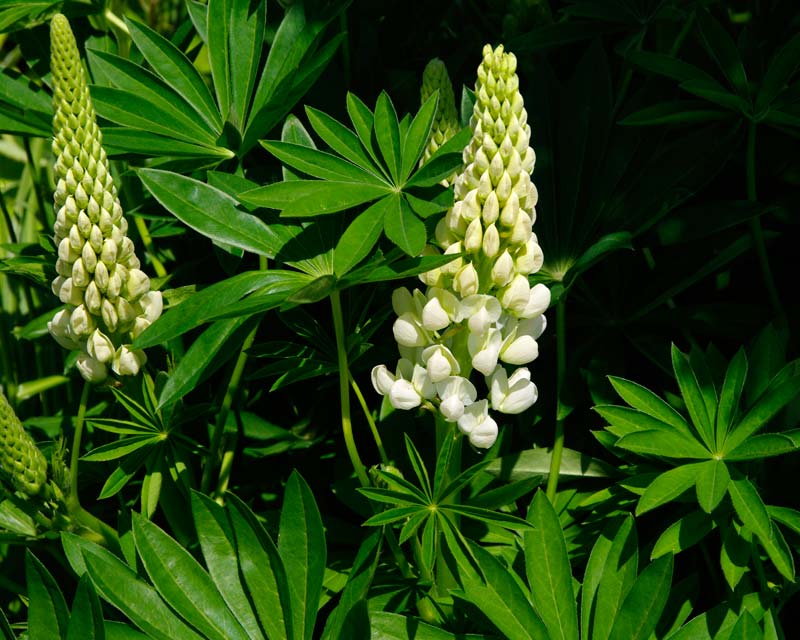 Lupins in the White Garden Felley Priory
