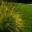 Carex alata Aurea - main borders Harlow Carr