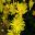 Delosperma spalmanthoides - brilliant yellow flowers - Alpine House Harlow Carr