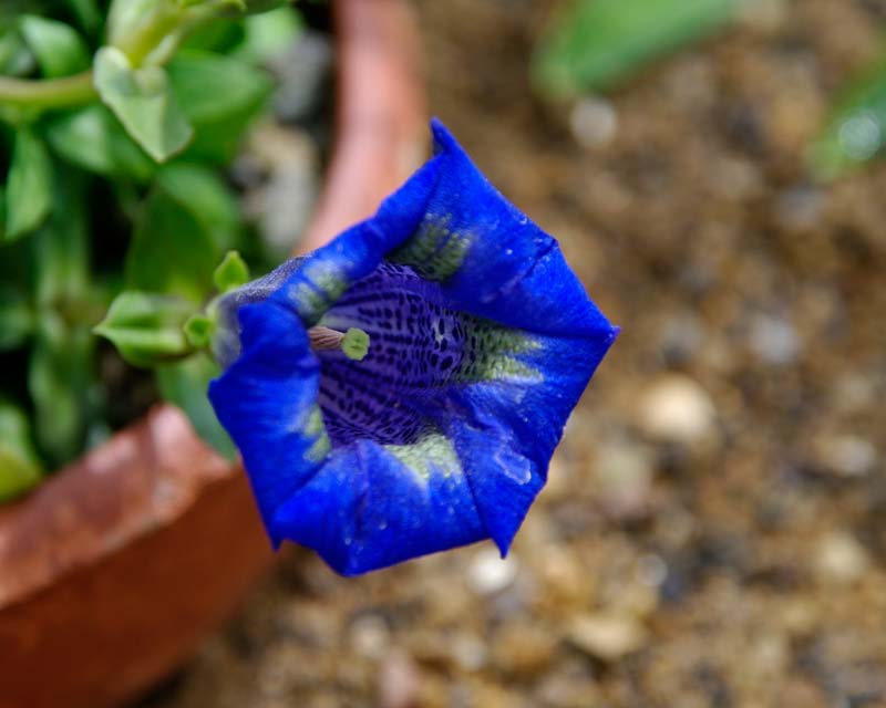 Gentiana Frei - stunning blue flowers in Alpine House Harlow Carr