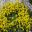 Helianthemum lunulatum - yellow flowers - Alpine House Harlow Carr