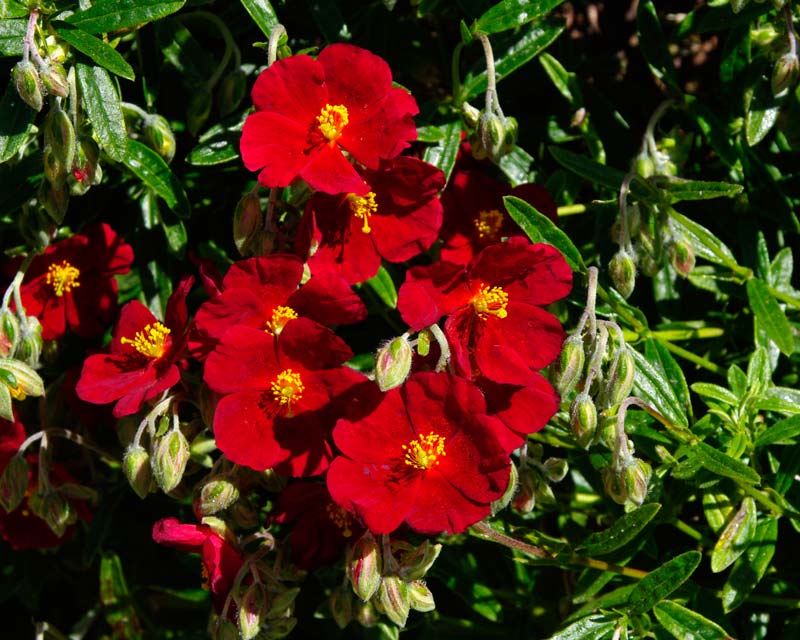 Bright red flowers of Helianthemum Sudbury Gem - Harlow Carr