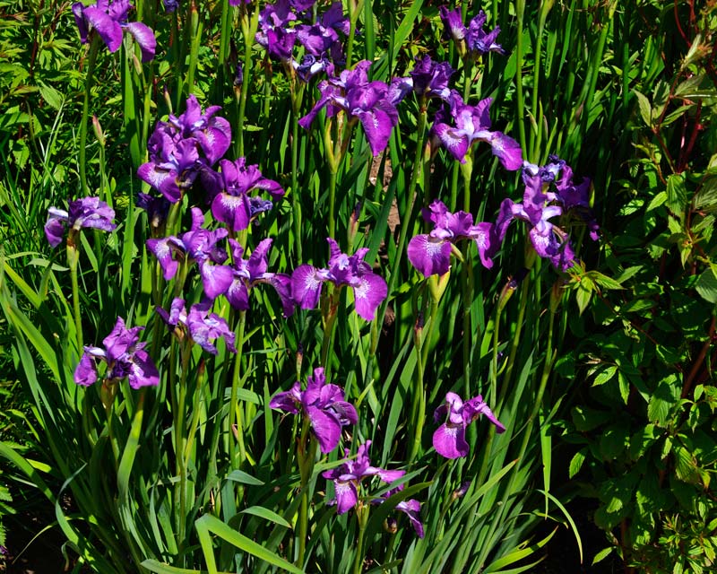 Iris versicolour Claret Cup - late spring at Harlow Carr