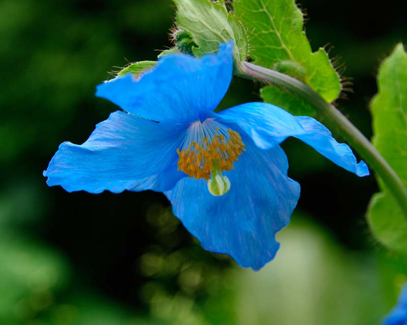 Meconopsis - lovely blue poppies along the banks of the stream in spring at Harlow Carr