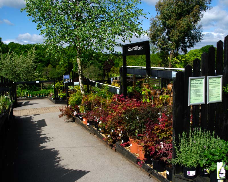 Plant Centre - large selection of plants for sale - Harlow Carr
