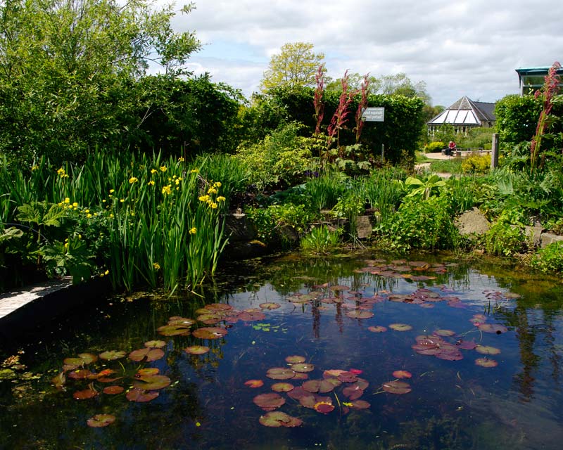 The pond - Brammal Learning Centre - Harlow Carr