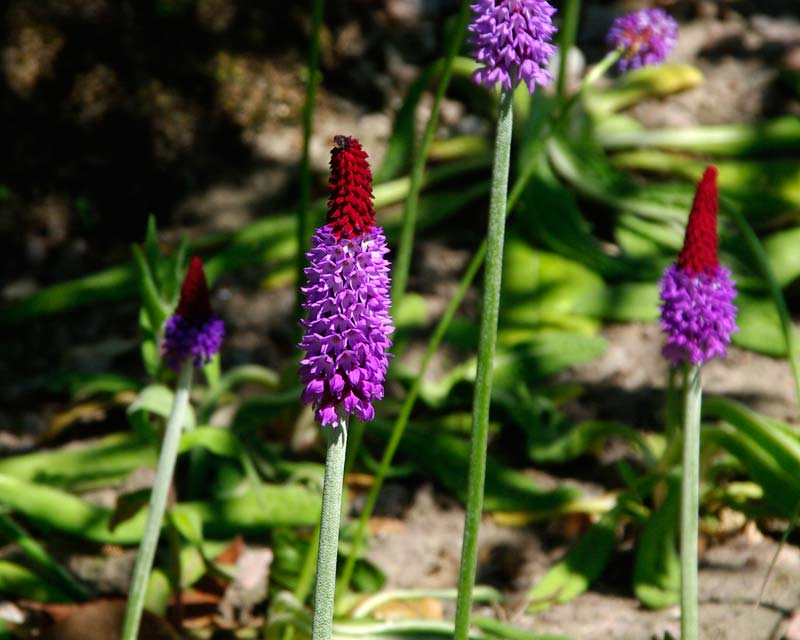 Primula vialii - mauve and red flower spikes growing along banks - Harlow Carr