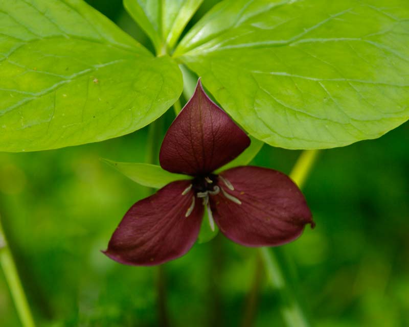 Trillium vaseyi - can be found in the rock garden next to Old Bath House - Harlow Carr