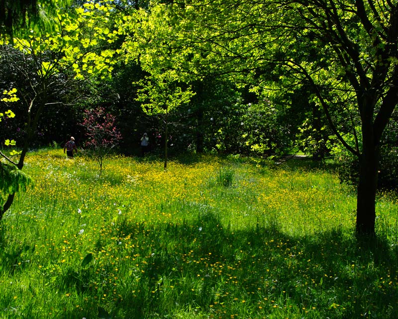Wildflower Meadow Harlow Carr