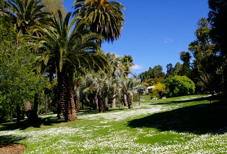 Royal Tasmanian Botanical Gardens - View from lower garden looking towards the restaurant