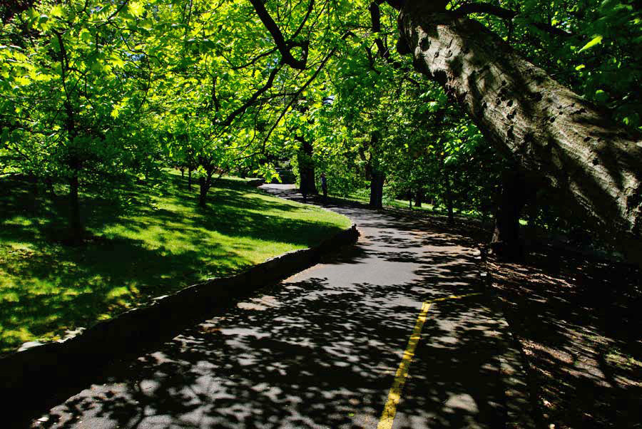 The Oak Collection Walk - Royal Tasmanian Botanical Gardens
