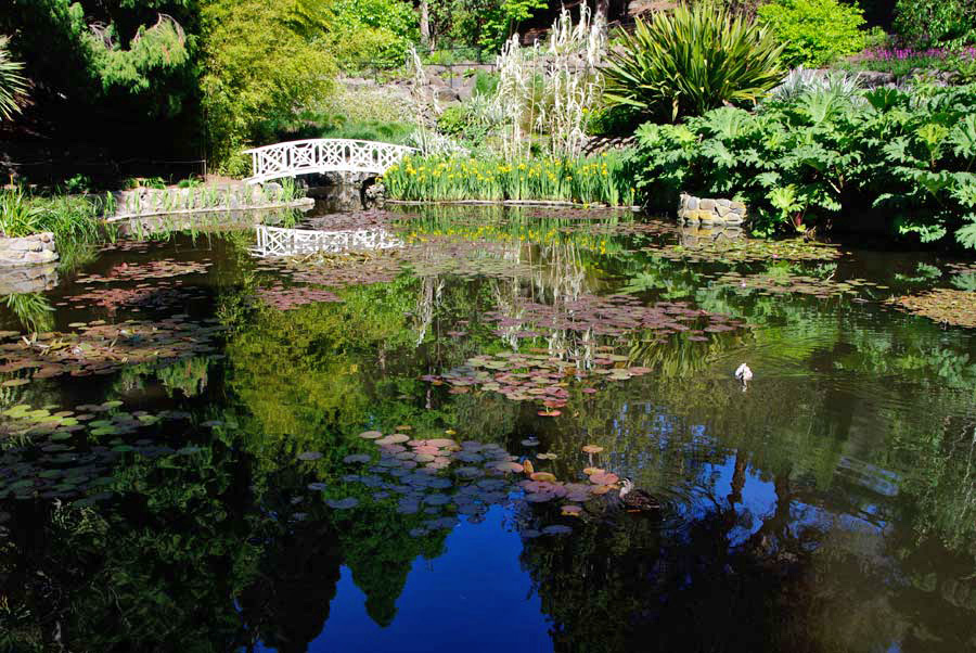 The Lily Pond - Royal Tasmanian Botanical Gardens