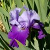 Mauve and purple flowers Iris germanica 'Azure Angel' in spring - Royal Tasmanian Botanical Gardens Hobart