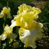 Pale yellow flowers Iris germanica 'Be Counted' in spring - Royal Tasmanian Botanical Gardens Hobart