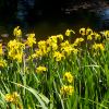 Iris Pseudocoris growing on water edge in the Lily Pond of Royal Tasmanian Botanical Gardens Hobaret