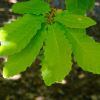 New leaves in spring, Quercus canariensis - Royal Tasmanian Botanical Gardens Hobart