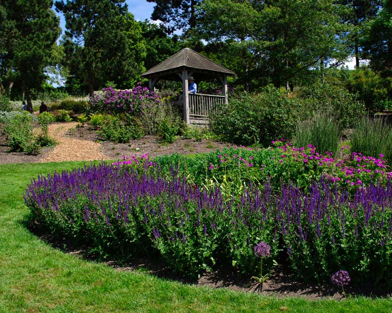 Salivating over the salvia at Hyde Hall