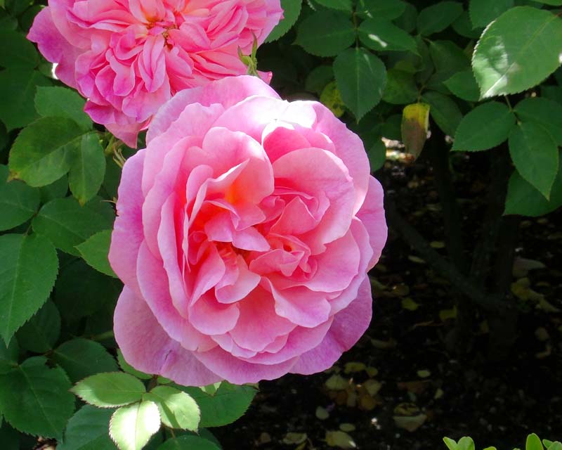 Hyde Hall has its very own David Austin Rose - Rosa Hyde Hall