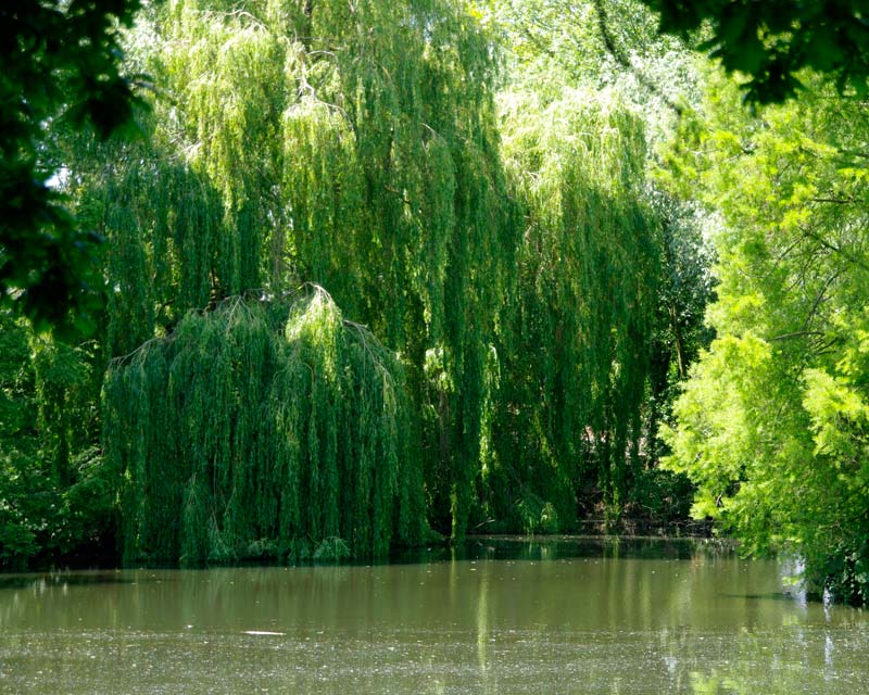Willows growing on the banks of the reservoir - Beth Chatto Gardens