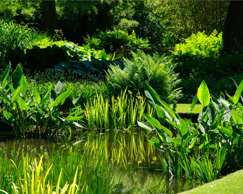 The Water Garden - Beth Chatto Gardens