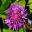 Centaurea Hypoleuca 'John Coutts'  - Beth Chatto Gardens