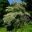 Cornus alternifolia Argentea - Beth Chatto Gardens