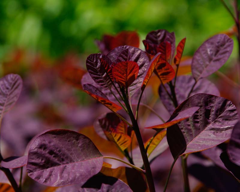 Deep Maroon leaves of Cotinus Grace - Beth Chatto Gardens