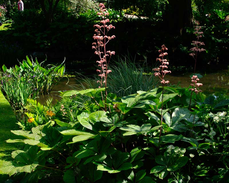 Rodgersia Herkules grows well in a semi shady spot close to the lake - Beth Chatto Gardens