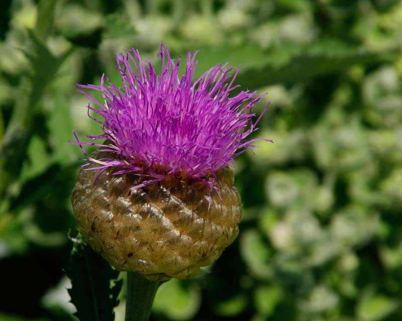 Stemmacantha centauroides - large deep mauve thistle like flowers - Beth Chatto Gardens