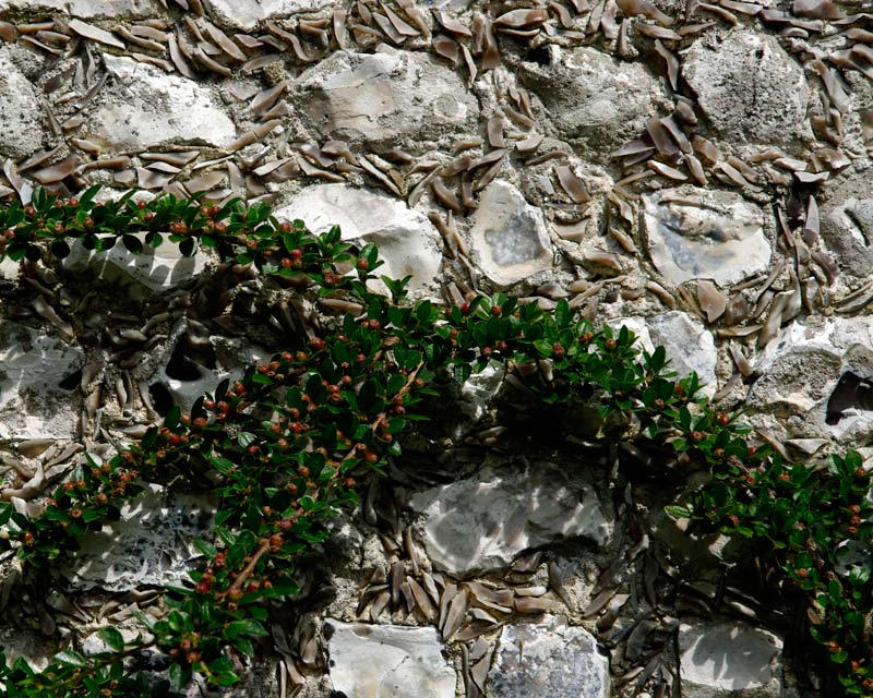 West Dean College - Cottoneater growng up the  flint walls of main building