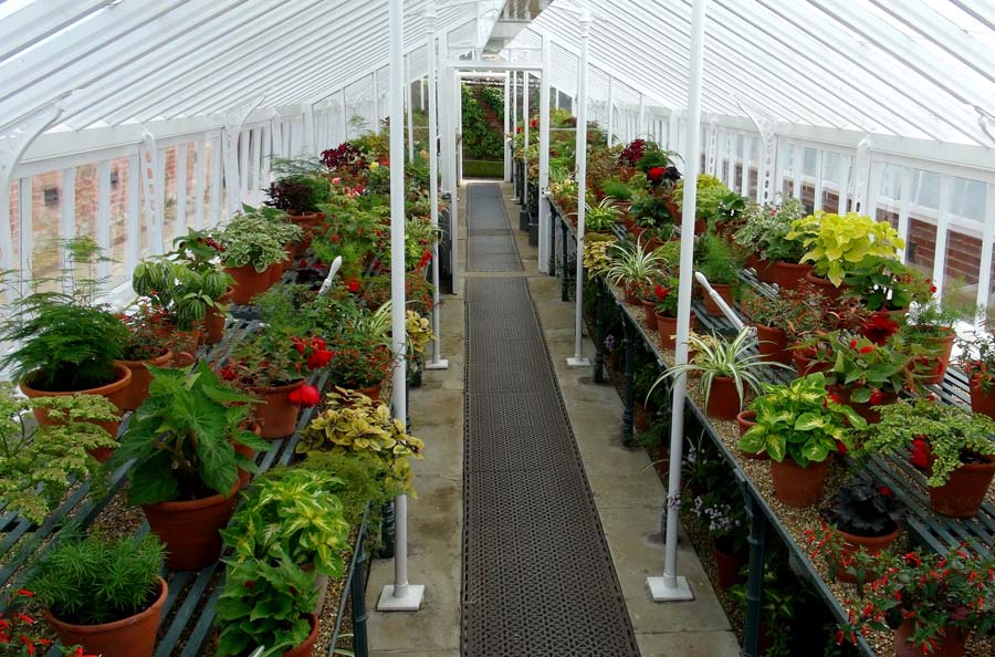 West Dean College - Begonias in Victorian Glasshouses