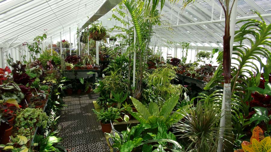 West Dean College - Tropical plants in Victorian Glasshouses