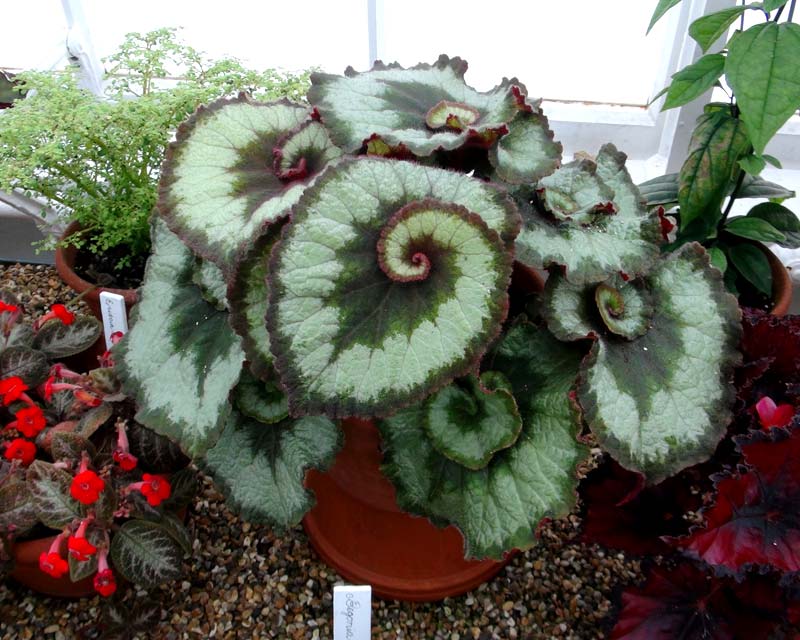 West Dean College - Rex Begonia in Tropical Glasshouses