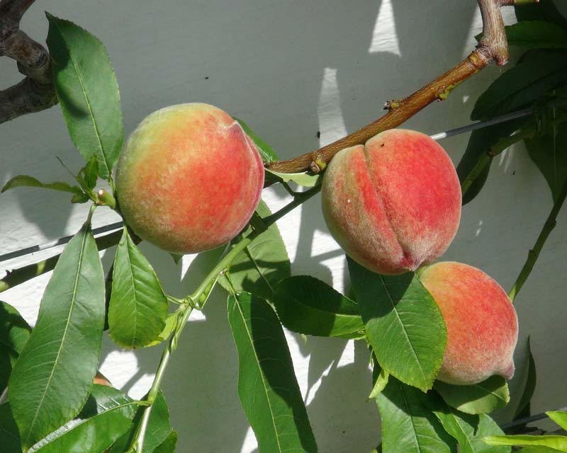 West Dean College - Duke of York peaches in Victorian Glasshouses