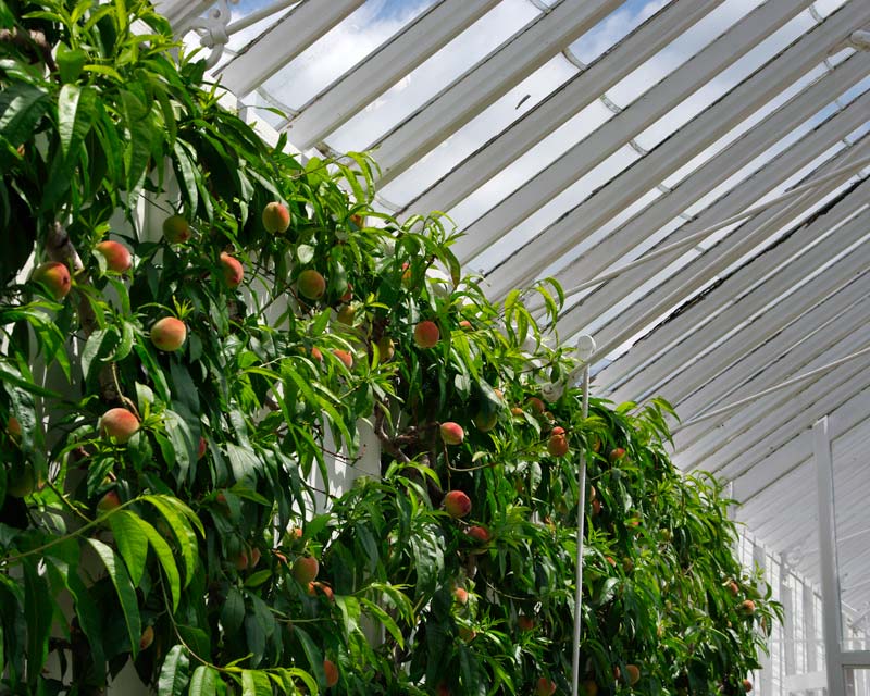 West Dean College - espaliered peaches growing in Victorian Glasshouses