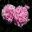 West Dean College - Pink blooms of Paeonia Sarah Bernhardt in the Cutting Garden