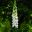 West Dean Gardens - White Foxgloves in the Wild Garden