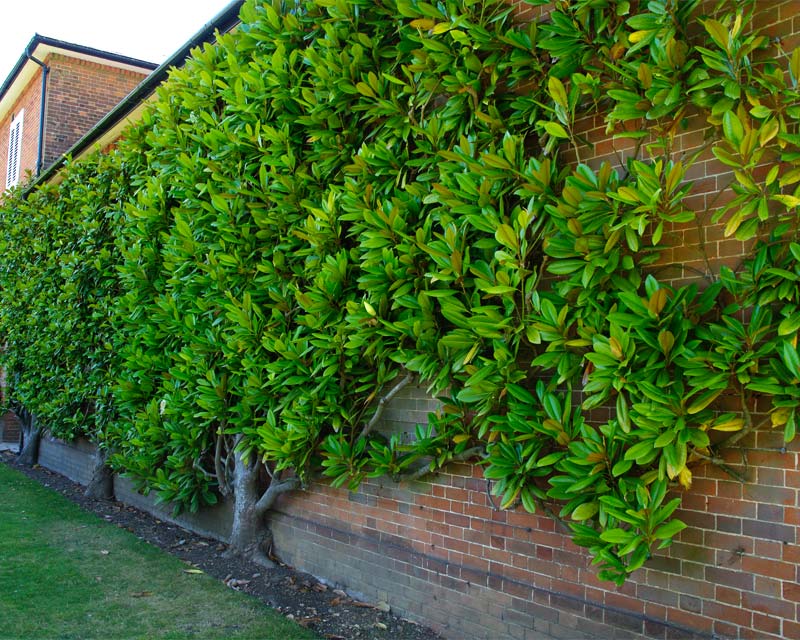 Magnolia grandiflora - espalier along the wall of the Stables - Mottisfont Abbey