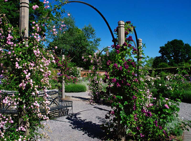 The Rose Garden - Mottisfont Abbey nr Romsey Hants