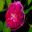 Deep Pink flowers of Rosa Pergolese - Mottisfont Abbey