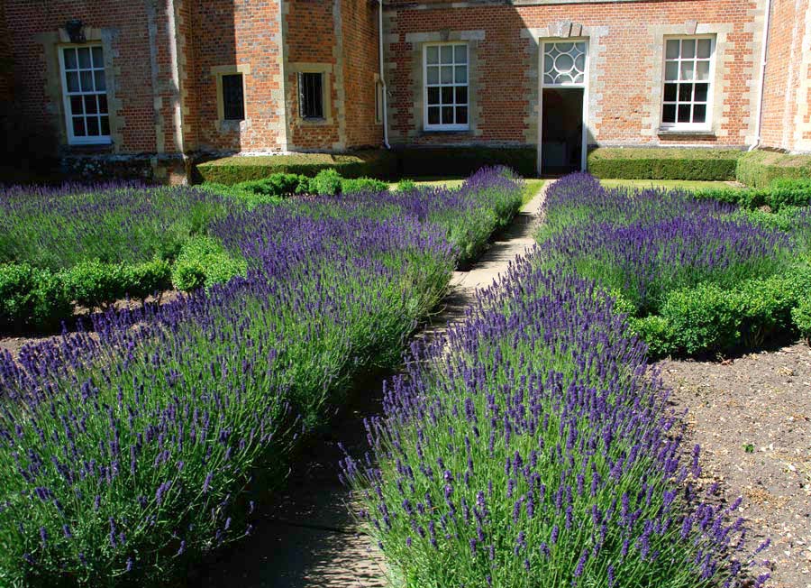 The Knot Garden with Lavender borders - Mottisfont Abbey